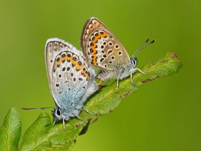 Ljungblåvinge - Plebejus argus Bilder på ljungblåvinge, är en fjärilsart i familjen juvelvingar.