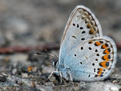 Ljungblåvinge - Plebejus argus Bilder på ljungblåvinge, är en fjärilsart i familjen juvelvingar.