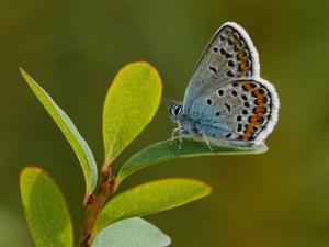 Ljungblåvinge - Plebejus argus Bilder på ljungblåvinge, är en fjärilsart i familjen juvelvingar.