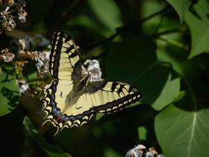 Makaonfjäril - Papilio machaon Bilder på makaonfjäril, är en art av dagfjärilar i familjen riddarfjärilar.