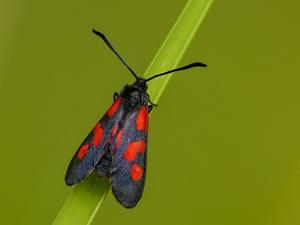 Mindre Bastardsvärmare - Zygaena viciae Bilder på Mindre bastardsvärmare, är en fjäril i familjen bastardsvärmare.