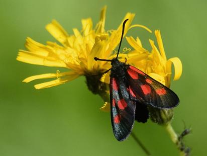 Mindre Bastardsvärmare - Zygaena viciae Bilder på Mindre bastardsvärmare, är en fjäril i familjen bastardsvärmare.