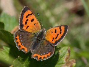 Mindre Guldvinge - Lycaena phlaeas Bilder på mindre guldvinge, är en fjärilsart i familjen juvelvingar.