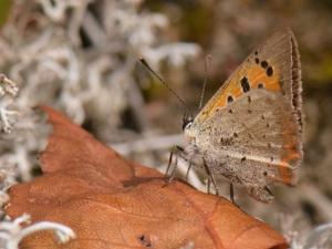 Mindre Guldvinge - Lycaena phlaeas Bilder på mindre guldvinge, är en fjärilsart i familjen juvelvingar.