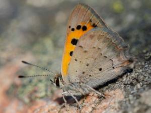 Mindre Guldvinge - Lycaena phlaeas Bilder på mindre guldvinge, är en fjärilsart i familjen juvelvingar.