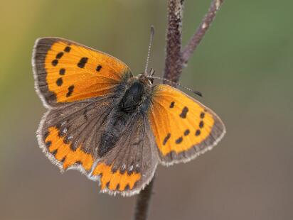 Mindre Guldvinge - Lycaena phlaeas Bilder på mindre guldvinge, är en fjärilsart i familjen juvelvingar.