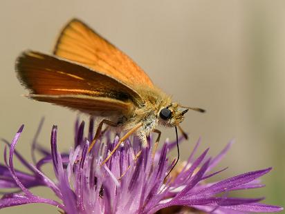 Mindre Tåtelsmygare - Thymelicus lineola Bilder på mindre tåtelsmygare, är en fjärilsart i familjen tjockhuvuden.