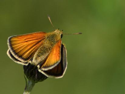 Mindre Tåtelsmygare - Thymelicus lineola Bilder på mindre tåtelsmygare, är en fjärilsart i familjen tjockhuvuden.