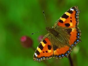 Nässelfjäril - Aglais urticae Bilder på nässelfjäril, en art i familjen praktfjärilar.