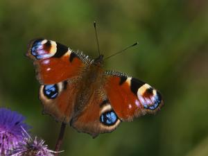 Påfågelöga - Aglais io Bilder på påfågelöga, ingår i släktet Aglais och familjen praktfjärilar