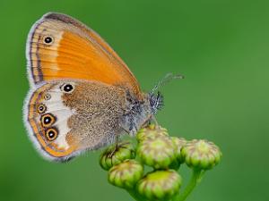 Pärlgräsfjäril - Coenonympha arcania Bilder på pärlgräsfjäril, är en fjärilsart i familjen praktfjärilar.