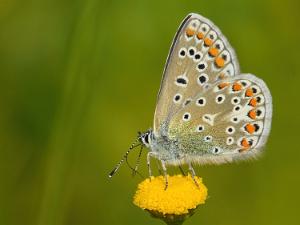 Puktörneblåvinge - Polyommatus icarus Bilder på puktörneblåvinge, är en fjäril i familjen juvelvingar.