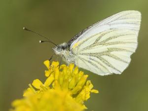 Rapsfjäril - Pieris napi Bilder på rapsfjäril, är en art i familjen vitfjärilar.