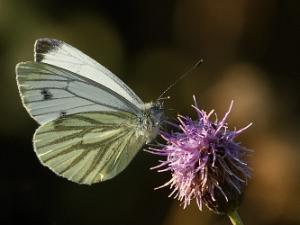 Rapsfjäril - Pieris napi Bilder på rapsfjäril, är en art i familjen vitfjärilar.