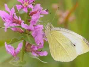 Rovfjäril - Pieris rapae Bilder på rovfjäril, är en art i familjen vitfjärilar.