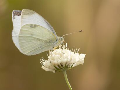 Rovfjäril - Pieris rapae Bilder på rovfjäril, är en art i familjen vitfjärilar.