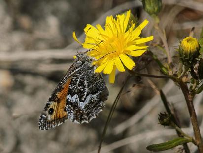 Sandgräsfjäril - Hipparchia semele Bilder på sandgräsfjäri , är en fjärilsart i familjen praktfjärilar.
