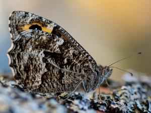 Sandgräsfjäril - Hipparchia semele Bilder på sandgräsfjäril