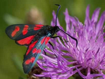 Sexfläckig Bastardsvärmare - Zygaena filipendulae Bilder på sexfläckig bastardsvärmare, är en fjärilsart i familjen bastardsvärmare, Zygaenidae.