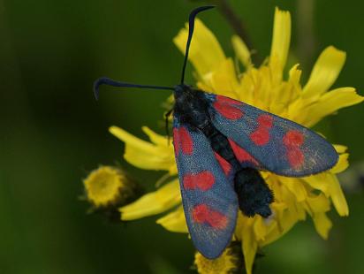 Sexfläckig Bastardsvärmare - Zygaena filipendulae Bilder på sexfläckig bastardsvärmare, är en fjärilsart i familjen bastardsvärmare, Zygaenidae.