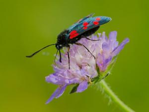 Sexfläckig Bastardsvärmare - Zygaena filipendulae Bilder på sexfläckig bastardsvärmare, är en fjärilsart i familjen bastardsvärmare, Zygaenidae.