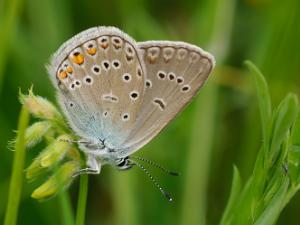 Silverblåvinge - Polyommatus amandus Bilder på silverblåvinge, är en fjärilsart i familjen juvelvingar.