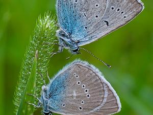 Silverblåvinge - Polyommatus amandus Bilder på silverblåvinge, är en fjärilsart i familjen juvelvingar.