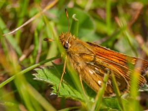 Silversmygare - Hesperia comma Bilder på silversmygare, är en fjärilsart i familjen tjockhuvuden.