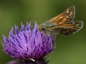 Silversmygare - Hesperia comma Bilder på silversmygare, är en fjärilsart i familjen tjockhuvuden.