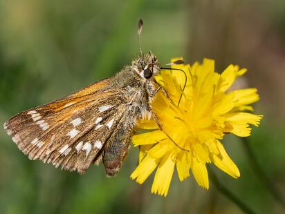 Silversmygare - Hesperia comma Bilder på silversmygare, är en fjärilsart i familjen tjockhuvuden.