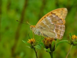 Silverstreckad Pärlemorfjäril - Argynnis paphia Bilder på silverstreckad pärlemorfjäril,) är en art i släktet pärlemorfjärilar.