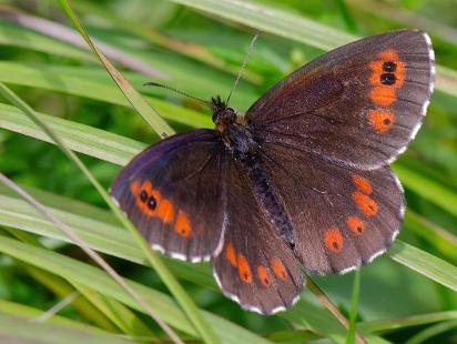 Skogsgräsfjäril - Erebia ligea Bilder på skogsgräsfjäril, som ingår i släktet Erebia, och familjen praktfjärilar.