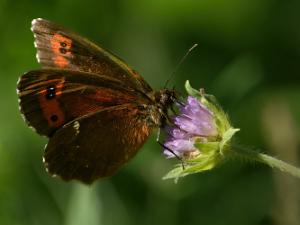 Skogsgräsfjäril - Erebia ligea Bilder på skogsgräsfjäril, som ingår i släktet Erebia, och familjen praktfjärilar.