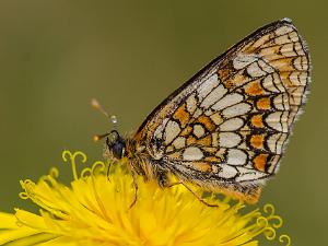 Skogsnätfjäril - Melitaea athalia Bilder på skogsnätfjäril, ingår i släktet Melitaea och familjen praktfjärilar.