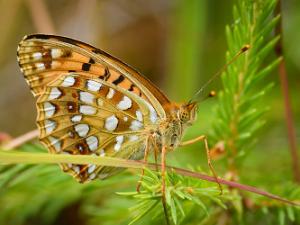 Skogspärlemorfjäril - Argynnis adippe Bilder på skogspärlemorfjäril, ingår i släktet Fabriciana och familjen praktfjärilar, Nymphalidae.