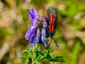 smalsprötad Bastardsvärmare - Zygaena osterodensis Bilder på smalsprötad bastardsvärmare, är en fjärilsart i familjen bastardsvärmare,