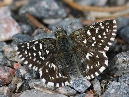 Smultronvisslare - Pyrgus malvae Bilder på smultronvisslare, är en art i familjen tjockhuvuden som tillhör ordningen fjärilar.