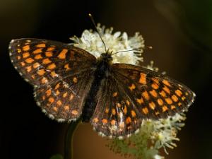 Sotnätfjäril - Melitaea diamina Bilder på sotnätfjäril