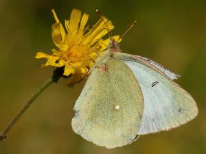 Svavelgul Höfjäril - Colias palaeno Bilder på svavelgul höfjäril