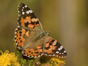 Tistelfjäril - Vanessa cardui Bilder på tistelfjäril