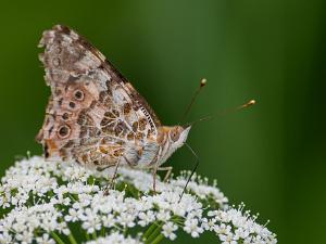 Tistelfjäril - Vanessa cardui Bilder på tistelfjäril