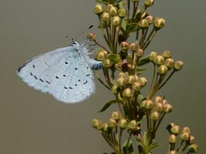 Tosteblåvinge - Celastrina argiolus Bilder på tosteblåvinge