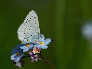 Tosteblåvinge - Celastrina argiolus Bilder på tosteblåvinge