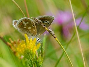 Väpplingblåvinge - Polyommatus dorylas Bilder på väpplingblåvinge