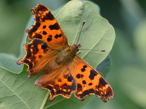 Vinbärsfuks - Polygonia c-album Bilder på vinbärsfuks