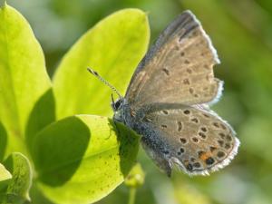 Violett Blåvinge - Plebejus optilete Bilder på violett blåvinge