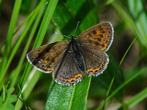 Violett Guldvinge - Lycaena helle Bilder på violett guldvinge