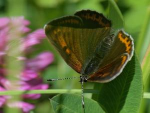 Violettkantad Guldvinge - Lycaena hippothoe Violettkantad guldvinge