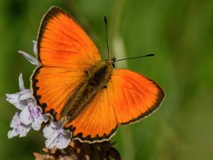 Vitfläckig Gulsvinge - Lycaena virgaureae Bilder på vitfläckig guldvinge