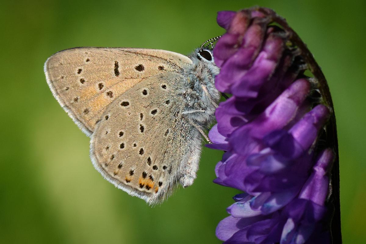 Violettkantad Guldvinge Violettkantad Guldvinge hane fotograferad i Smedstadsdammarna Linköping.